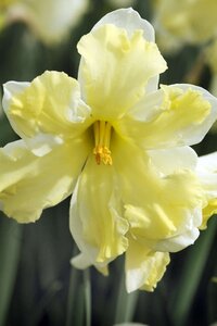 Narcis Cassata 5 bollen - afbeelding 2