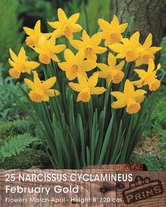 Prins narcis february gold 25 bollen - afbeelding 1