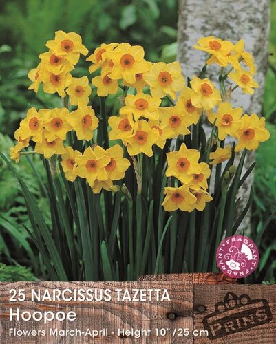 Prins Narcis Hoopoe 25 bollen - afbeelding 1