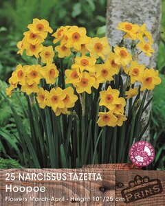 Prins Narcis Hoopoe 25 bollen - afbeelding 2