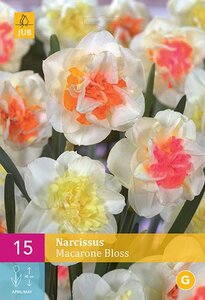 Narcis macaron bloss 15 stuks
