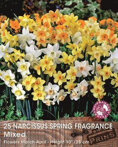 Prins narcis spring fragrance mix 25 bollen