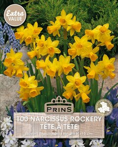 Prins narcis Tete a Tete 100 bollen - afbeelding 2
