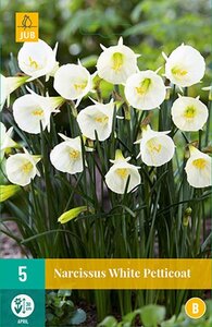 Narcis white petticoat 5 bollen