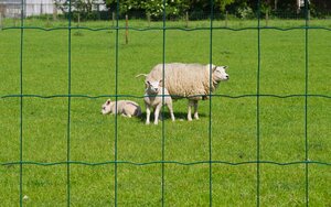 Nature gaas rechthoekig 10 m x 60 cm - afbeelding 2