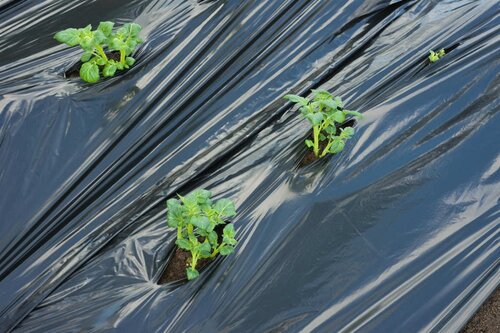 Nature kweekfolie aardappelen zwart 0.95x10 m - afbeelding 2