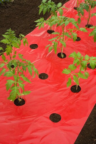 Nature kweekfolie voor tomaten rood 0.95x5 m - afbeelding 2