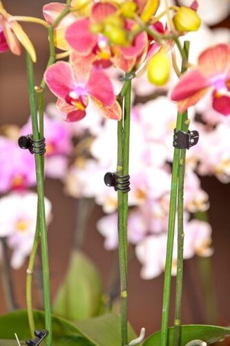 Nature orchidee clips 10 stuks - afbeelding 2