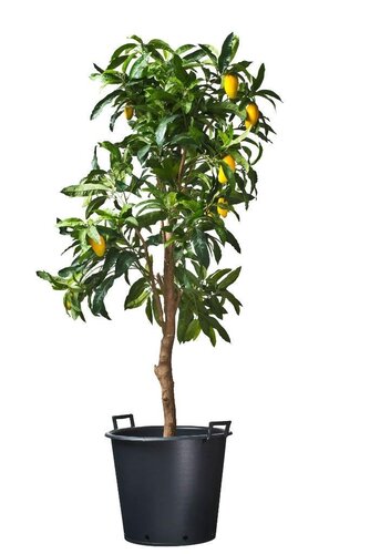 Nature ritzi container met handgreep 30 liter - afbeelding 2