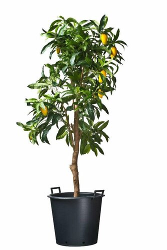 Nature ritzi container met handgreep 35 liter - afbeelding 2