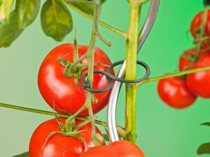 Nature tomatenplantringen - afbeelding 2