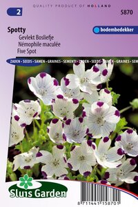 Nemophila Maculata zaden Spotty Bosliefje bestellen