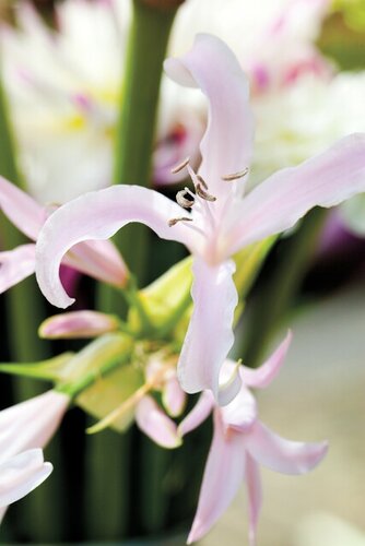 Nerine bowdenii - afbeelding 2