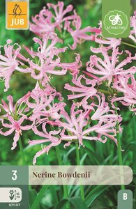 Nerine bowdenii