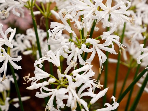 Nerine bowdenii alba - afbeelding 2