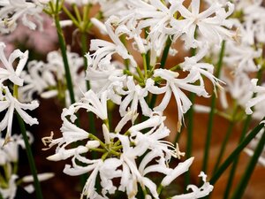 Nerine bowdenii alba - afbeelding 2