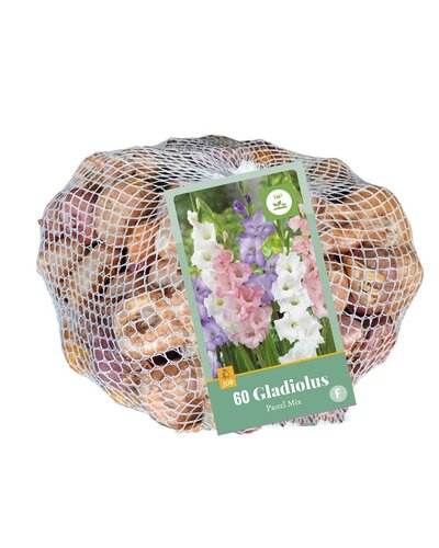 Gladiolen pastel mix 60 bollen