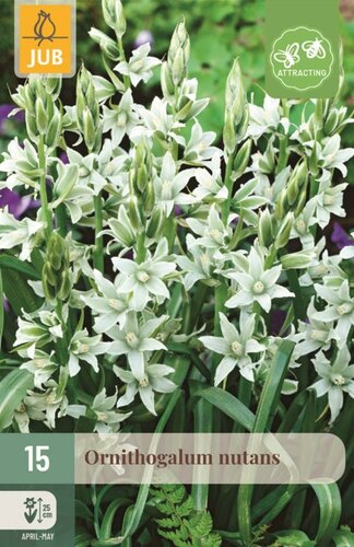 Ornithogalum nutans 15 bollen - afbeelding 1
