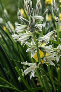 Ornithogalum nutans 15 bollen - afbeelding 2