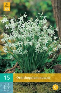 Ornithogalum nutans 15 stuks - afbeelding 2