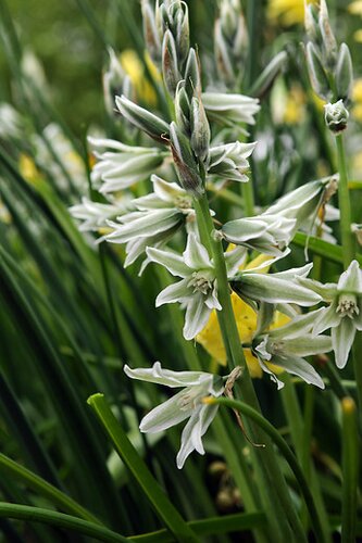 Ornithogalum nutans 15 stuks - afbeelding 2