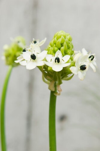 Ornithogalum saundersiae - afbeelding 2