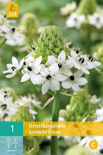 Ornithogalum saundersiae - afbeelding 1