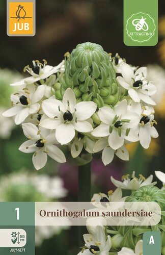 Ornithogalum saundersiae - afbeelding 1