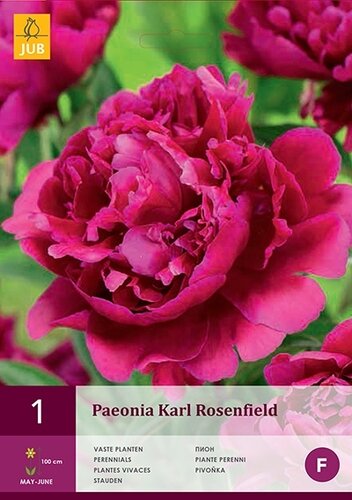 Paeonia karl rosenfield