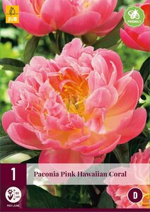 Paeonia pink hawaiian coral