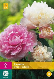 Pioenroos paeonia roze en wit