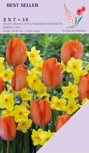 Perfect duo Narcis Martinette & Tulp Orange Joy 14 bollen