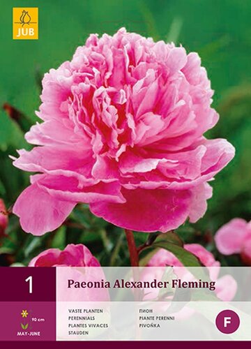 Pioenroos paeonia alexander fleming