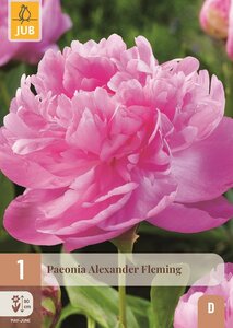 Pioenroos paeonia alexander fleming