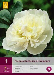 Pioenroos paeonia Duchesse de nemours