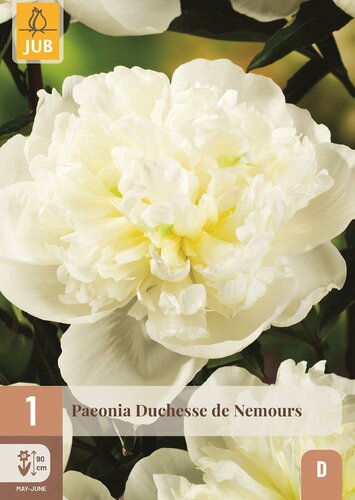 Pioenroos paeonia Duchesse de nemours - afbeelding 1