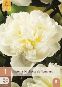 Pioenroos paeonia Duchesse de nemours - afbeelding 1
