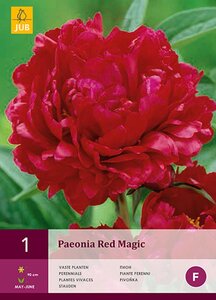 Pioenroos paeonia red magic