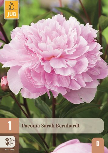 Pioenroos paeonia Sarah bernhardt - afbeelding 1