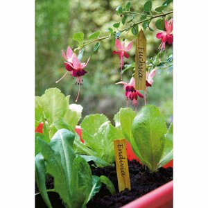 Plantetiket hout 10 cm 15 stuks - afbeelding 2