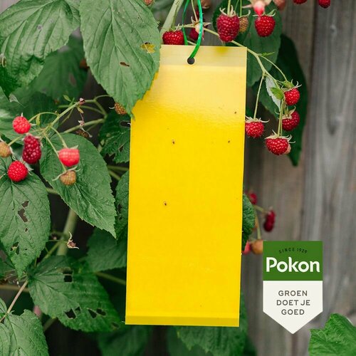 Pokon Bio insectenbestrijder vangplaten - afbeelding 2
