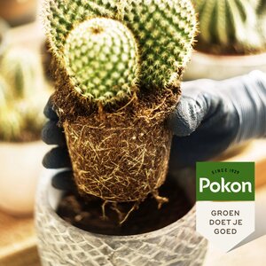 Pokon cactus grond 5 liter - afbeelding 2