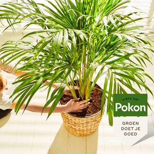 Pokon palmengrond 10 liter - afbeelding 2
