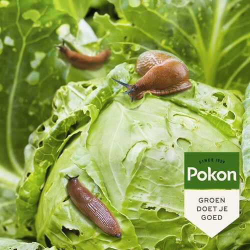 Pokon Slakkenkorrels 450 gram - afbeelding 2