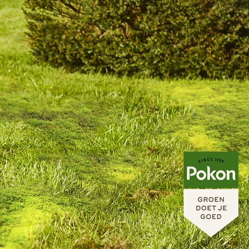 Pokon Tegen onkruid concentraat 450 ml - afbeelding 2