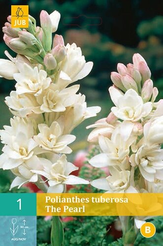 Polianthes tuberosa the pearl