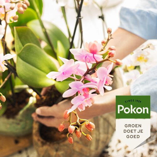 Pokon orchidee turfvrij grond 5 liter - afbeelding 2
