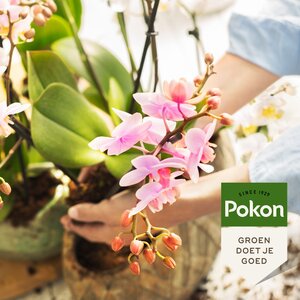Pokon orchidee turfvrij grond 5 liter - afbeelding 2