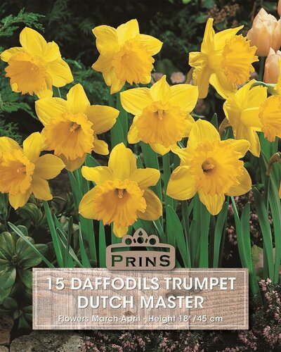 Prins Narcis daffodils Dutch master 15 bollen - afbeelding 1