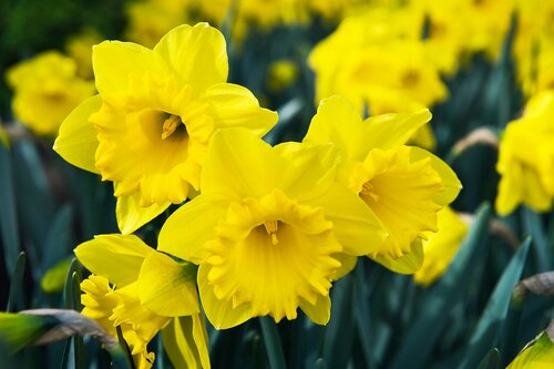 Prins Narcis daffodils Dutch master 15 bollen - afbeelding 2